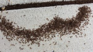 pavement ants needing ant control in maryland, dc, and virginia