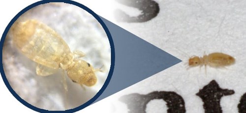 HELP What Are These Tiny Bugs In My Books HELP What Are These Tiny Bugs In My Books