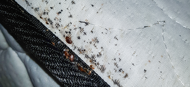 https://americanpest.net/wp-content/uploads/2025/01/bed-bugs-on-mattress.png?utm_source=chatgpt.com