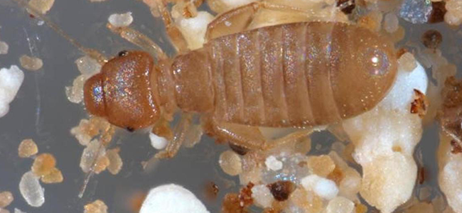 HELP What Are These Tiny Bugs In My Books HELP What Are These Tiny Bugs In My Books