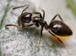 odorous house ant needing ant control in maryland, dc, and virginia