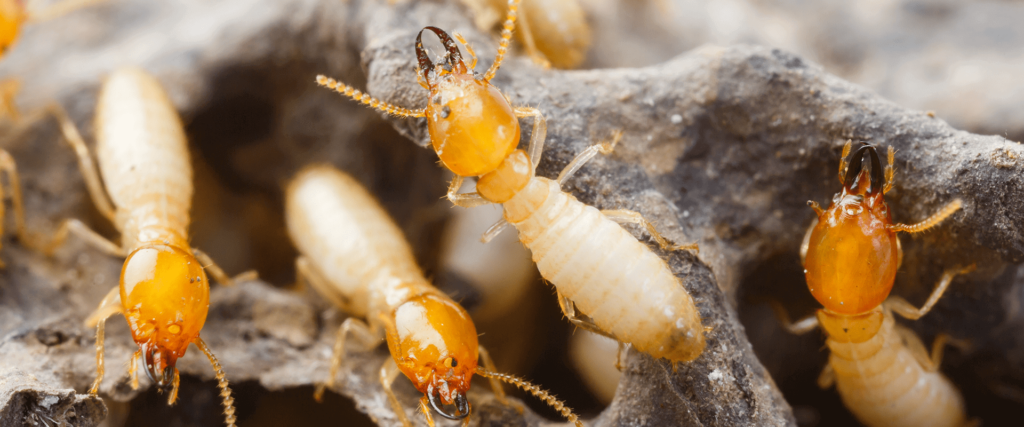 termites damaging homes in maryland washington dc and virginia