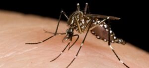 Mosquito biting skin