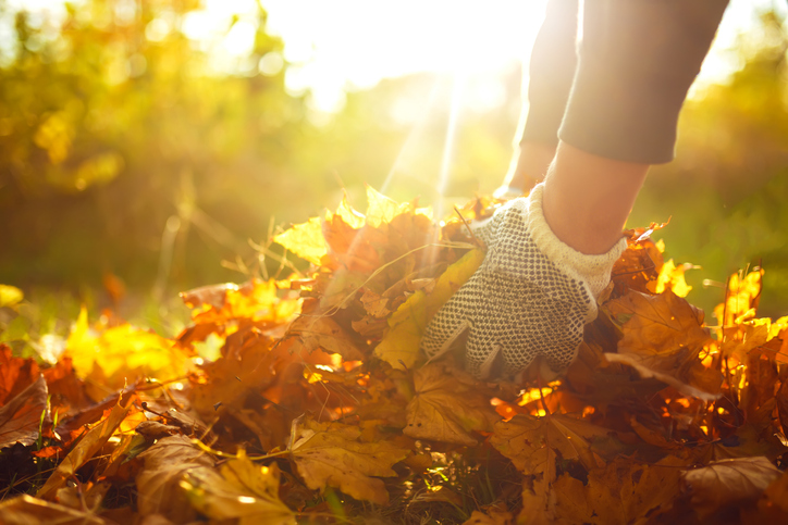 Male hand collects and piles fallen autumn leaves into a big sack.