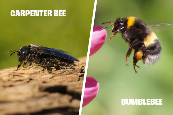 Side by side images comparing a carpenter bee to a bumblebee