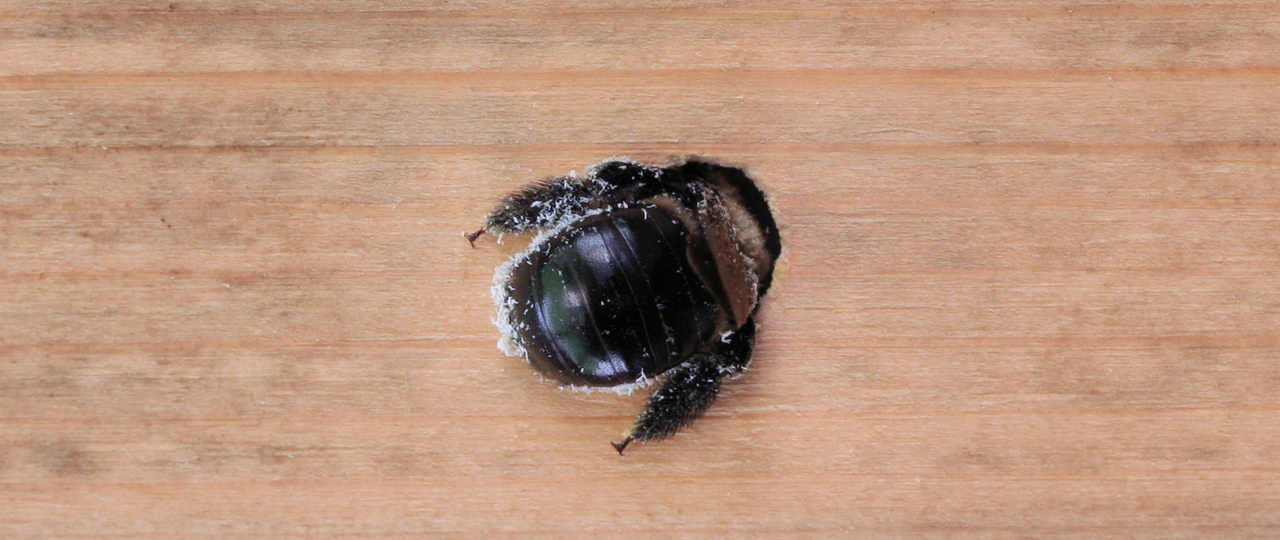 Image of carpenter bee entering borehole