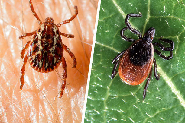 Photo of American Dog Tick and Blacklegged Deer Tick for comparison