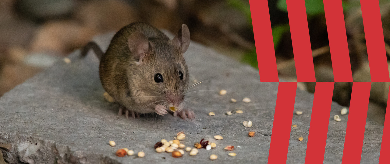 Image of mouse with American Pest branding