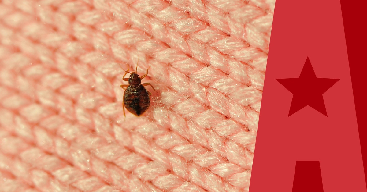Image of bed bug on a blanket with American Pest Branding