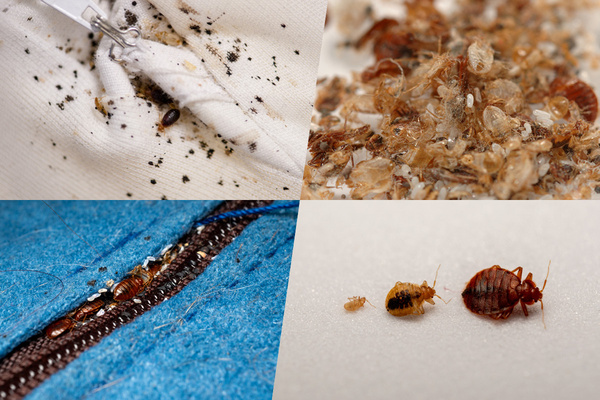 Four images of signs of bed bugs, including fecal spots, shed skins, and staining