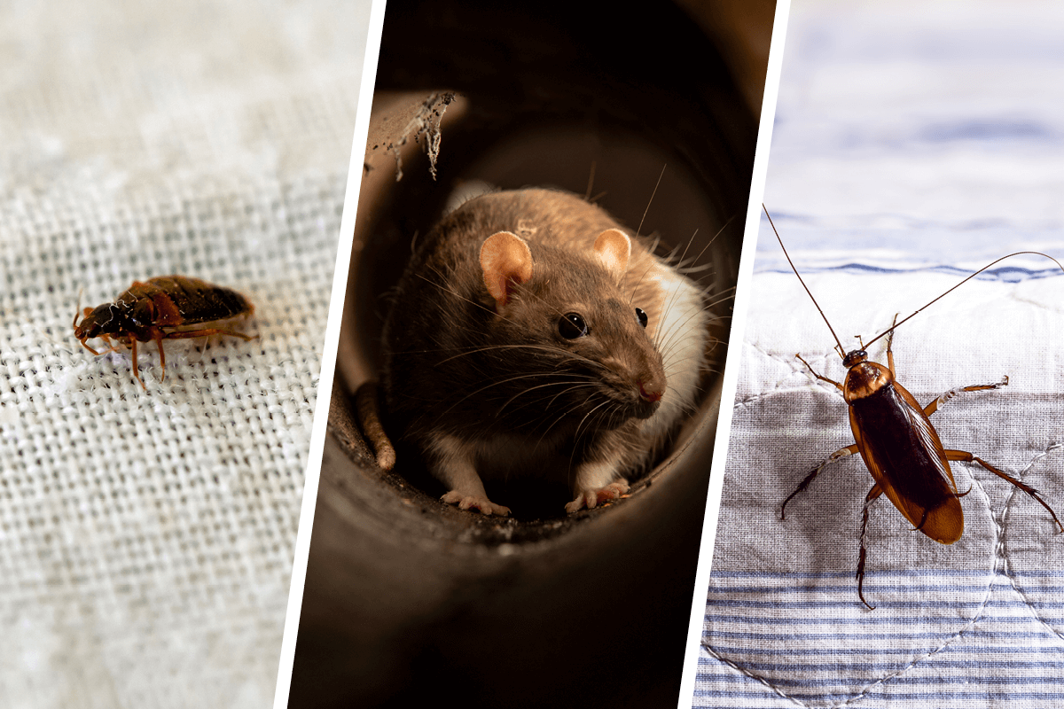 Three side by side images; one of a bed bug on fabric, one of a mouse in a tube, and one of a cockroach on fabric.