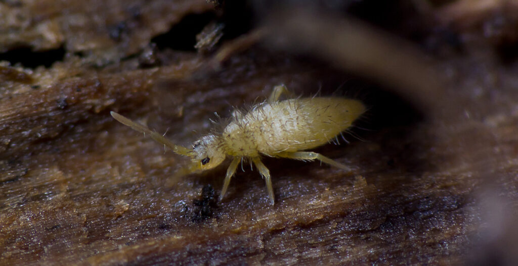 Springtail in crawl space