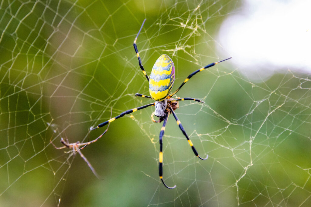 Joro spider on a web