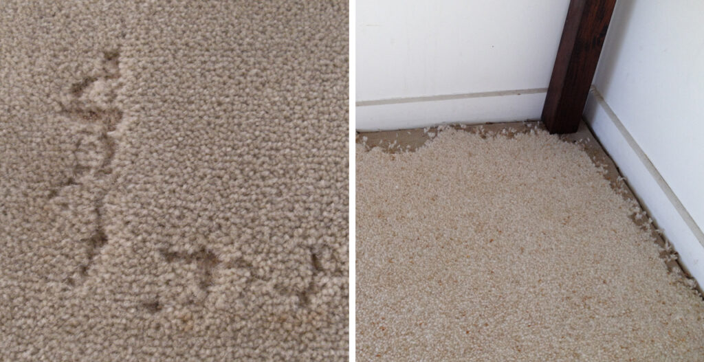 Side by side photos of carpet beetle damage; the left photo shows damage close up, and the right photo shows damage from a slight distance