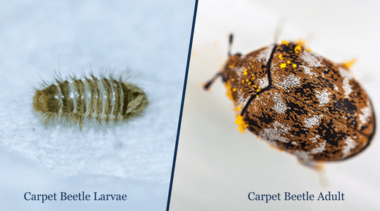 Side by side images of Carpet Beetle Larvae and Carpet Beetle Adult