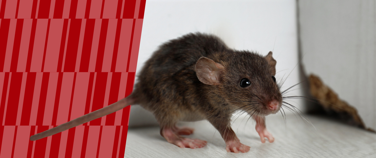 Rodent next to entry point with American Pest branding