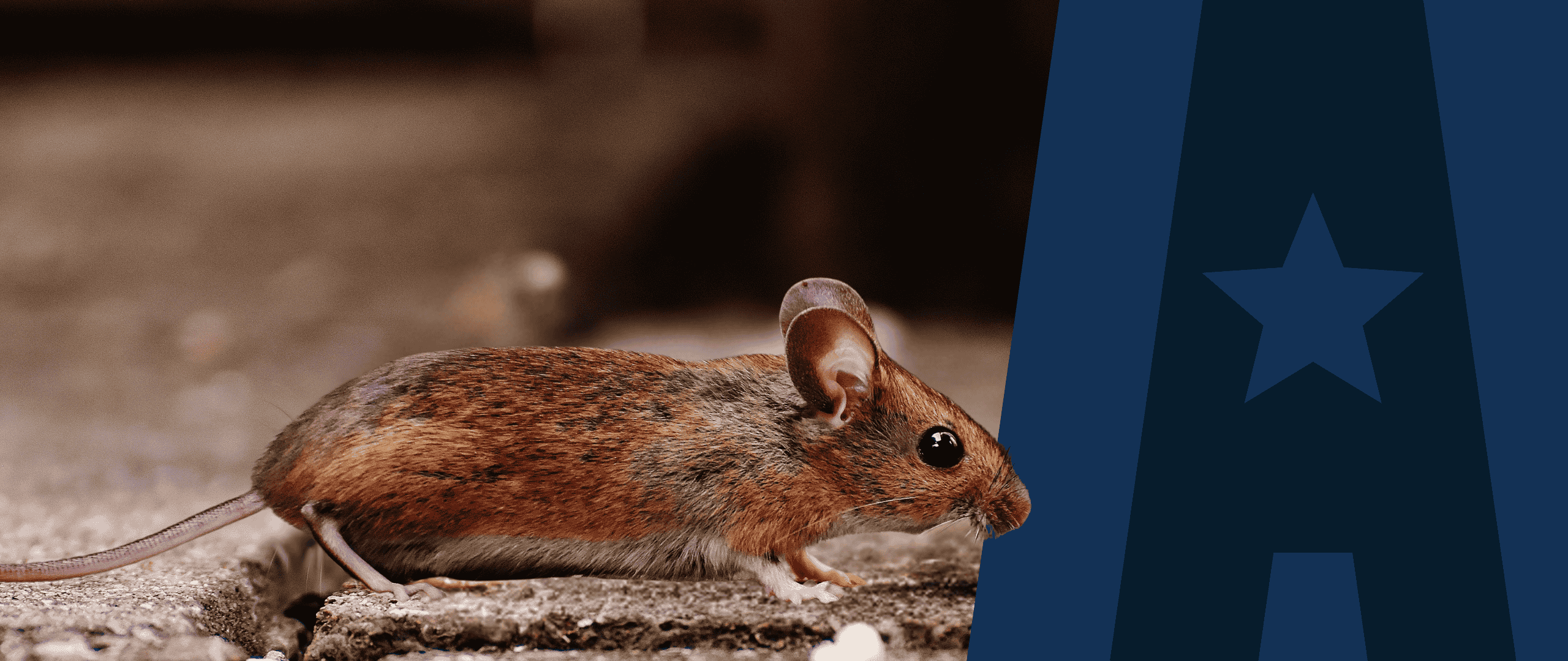 Image of mouse on sidewalk with American Pest branding