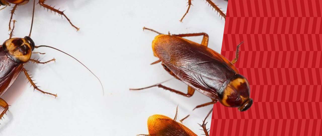 Cockroaches with American Pest branding