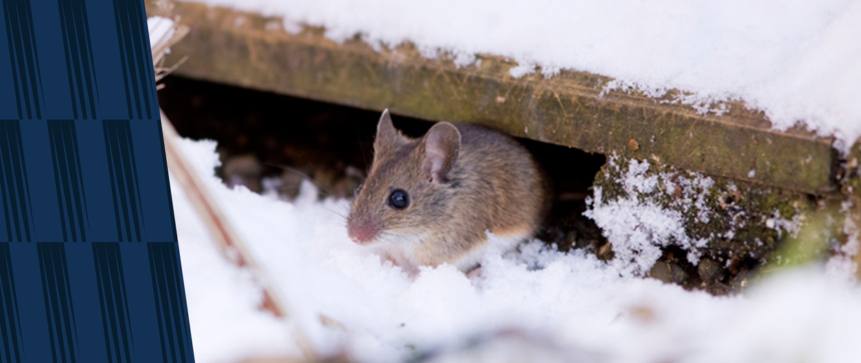 Photo of a mouse in the snow with American Pest Branding