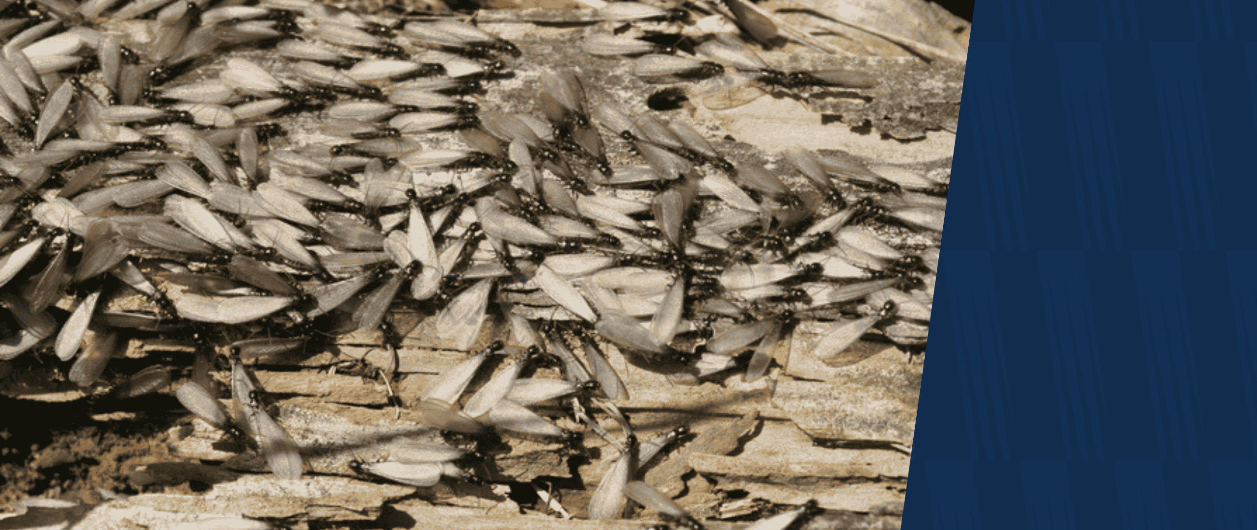 Termite swarmers on wood with American Pest branding