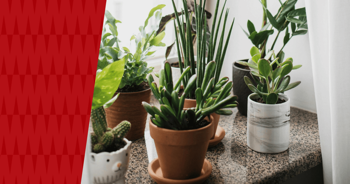 Image of house plants with American Pest branding