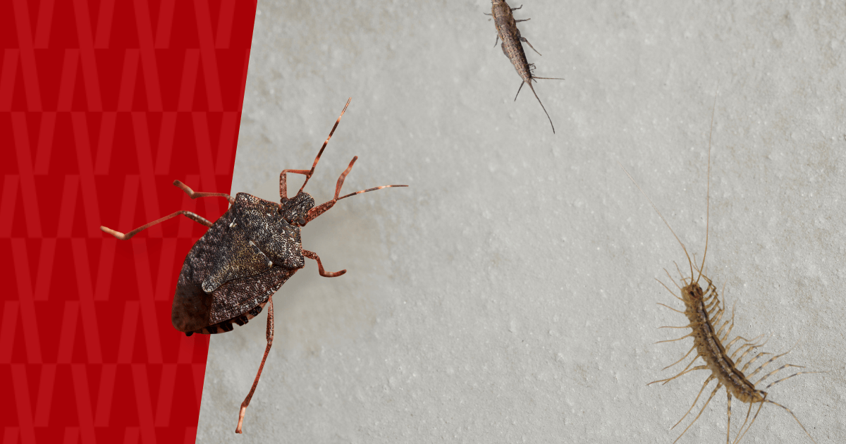 Stink bug, centipede, and silverfish over American Pest branding