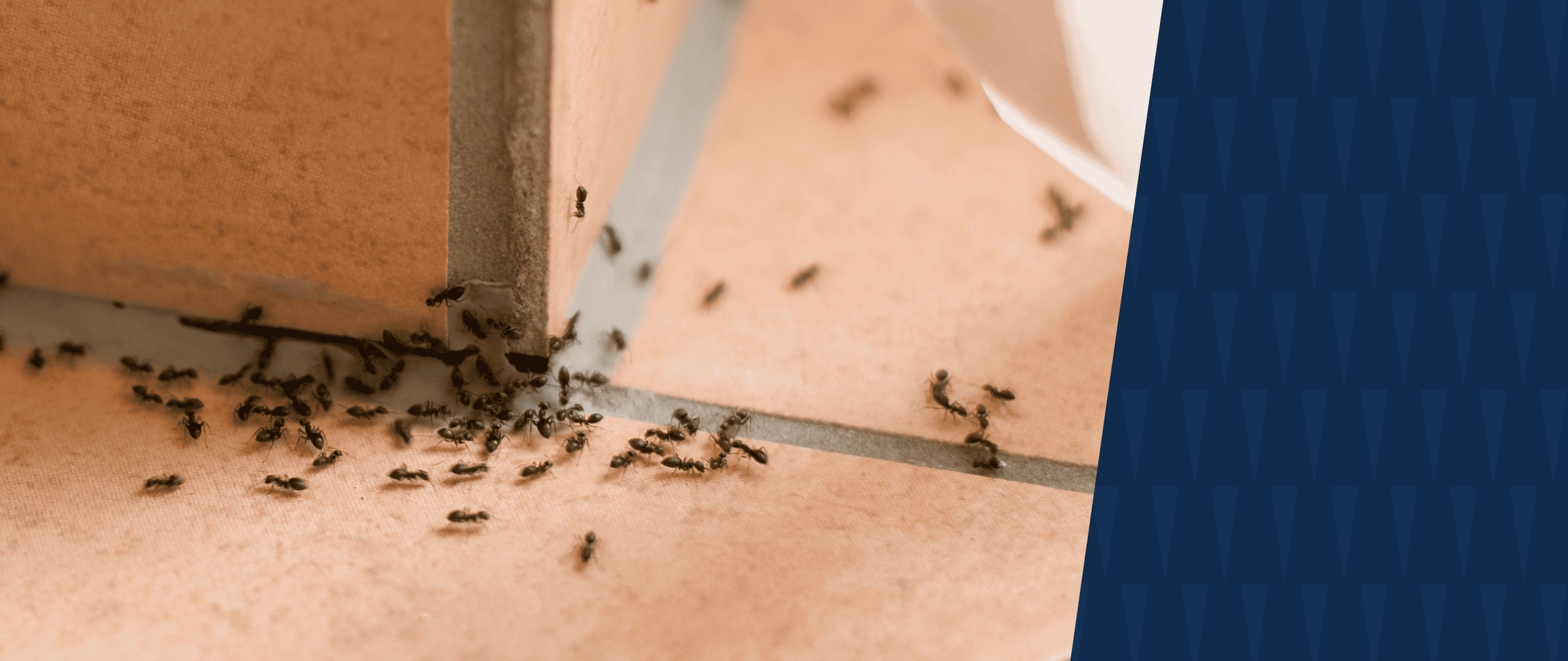 Ant colony with American Pest branding