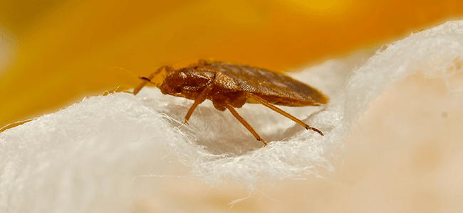 Bed bug crawling on bed
