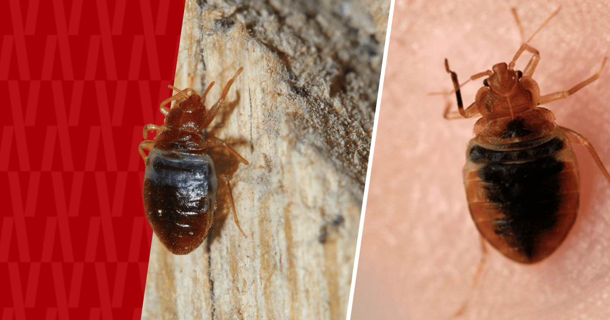 Bat bug vs. bed bug