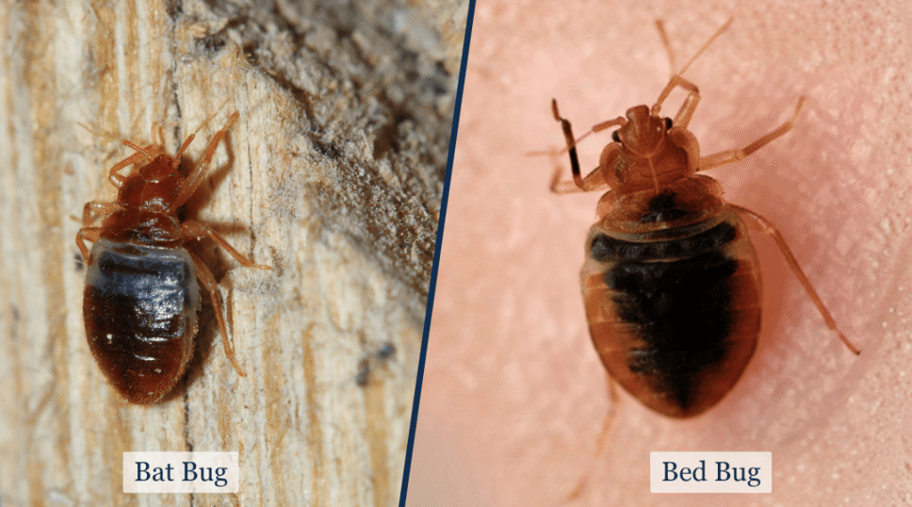 Side by side images. Bat bug on the left, bed bug on the right, each labeled accordingly.