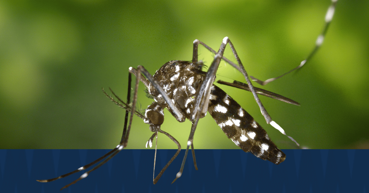 Mosquito photo with American Pest branding