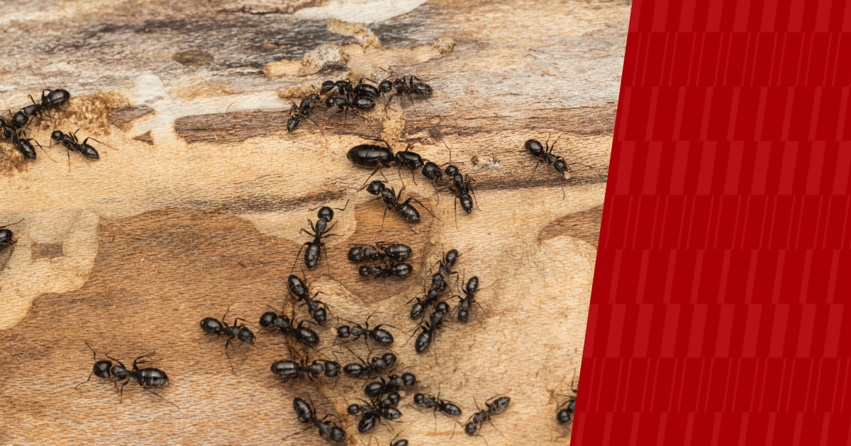 Ants with American Pest branding