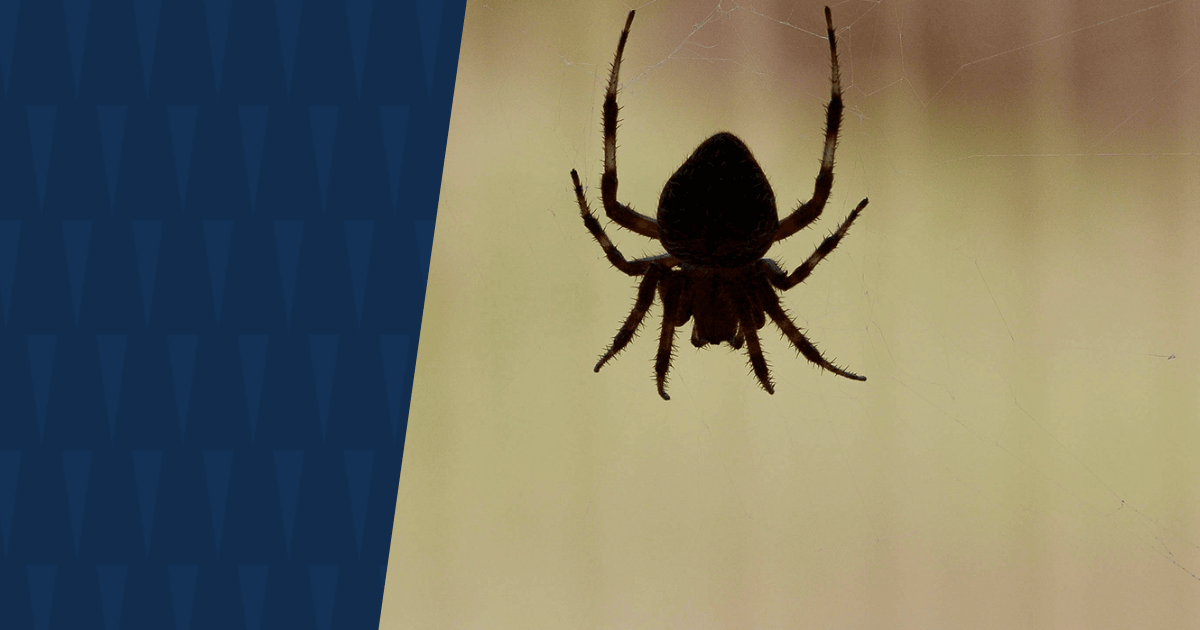 Spider with American Pest branding