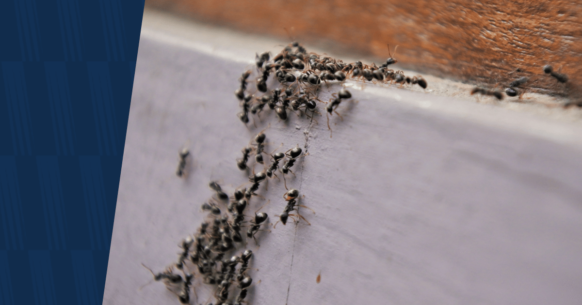 Ants with American Pest branding