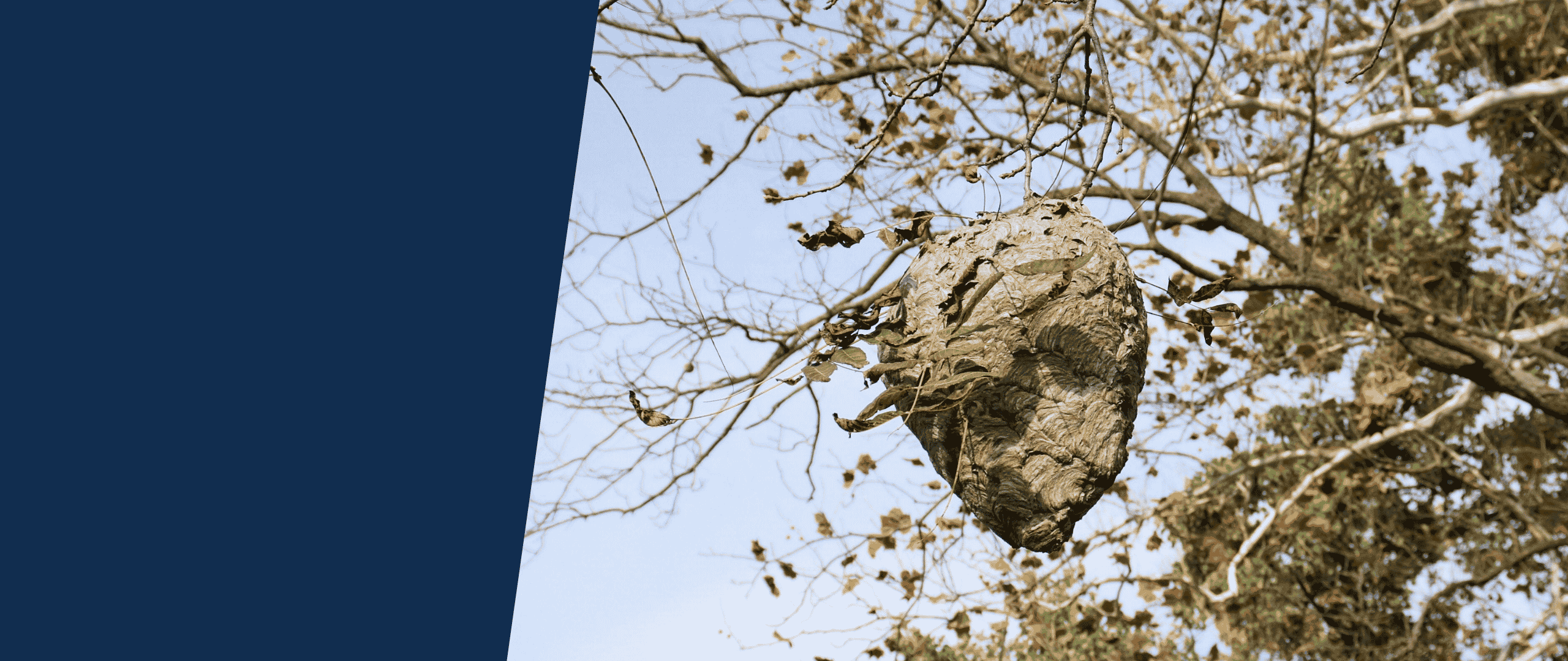 Wasp nest with American Pest branding