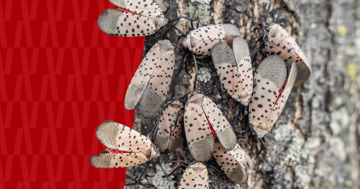 Adult spotted lanternflies on a tree with American Pest branding