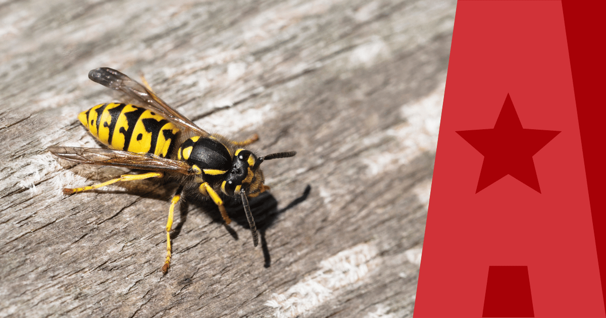 Yellowjacket with American Pest branding