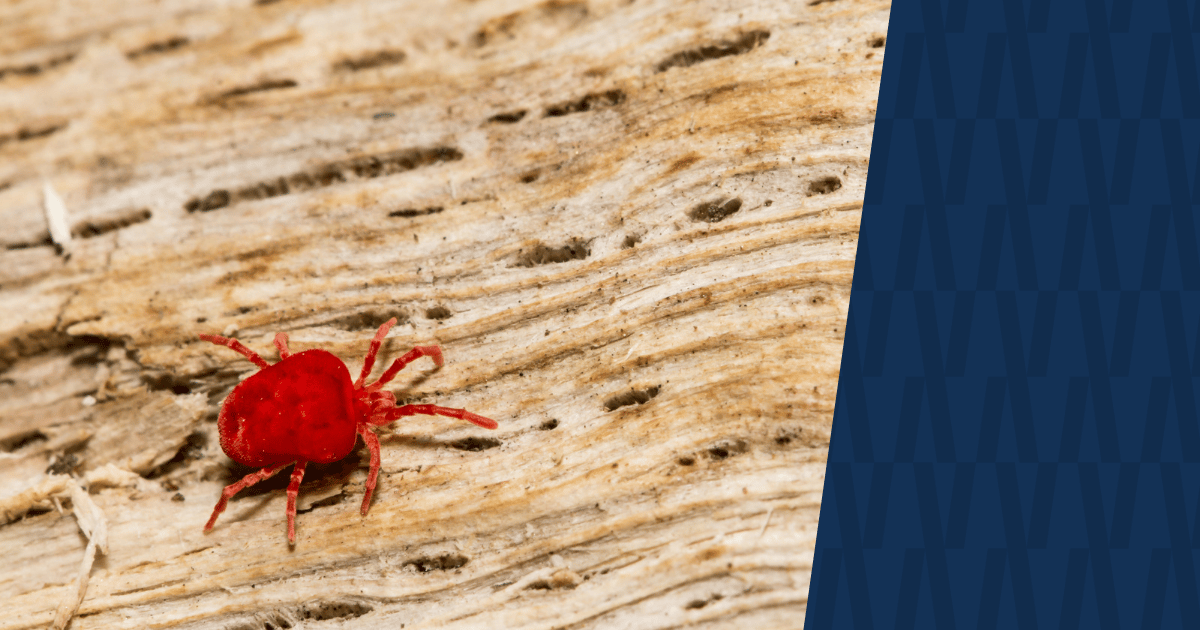 Close shot of a clover mite on wood with American Pest branding