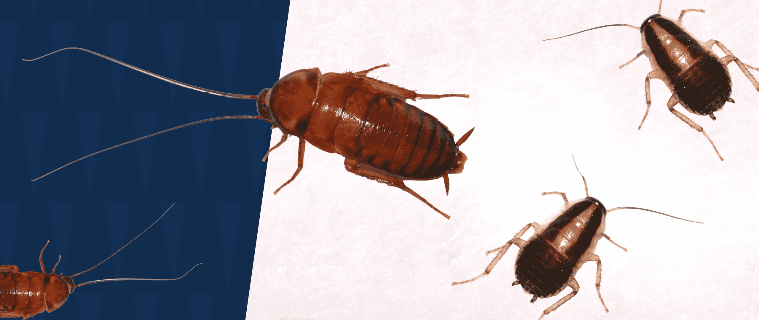 Cockroaches with American Pest branding