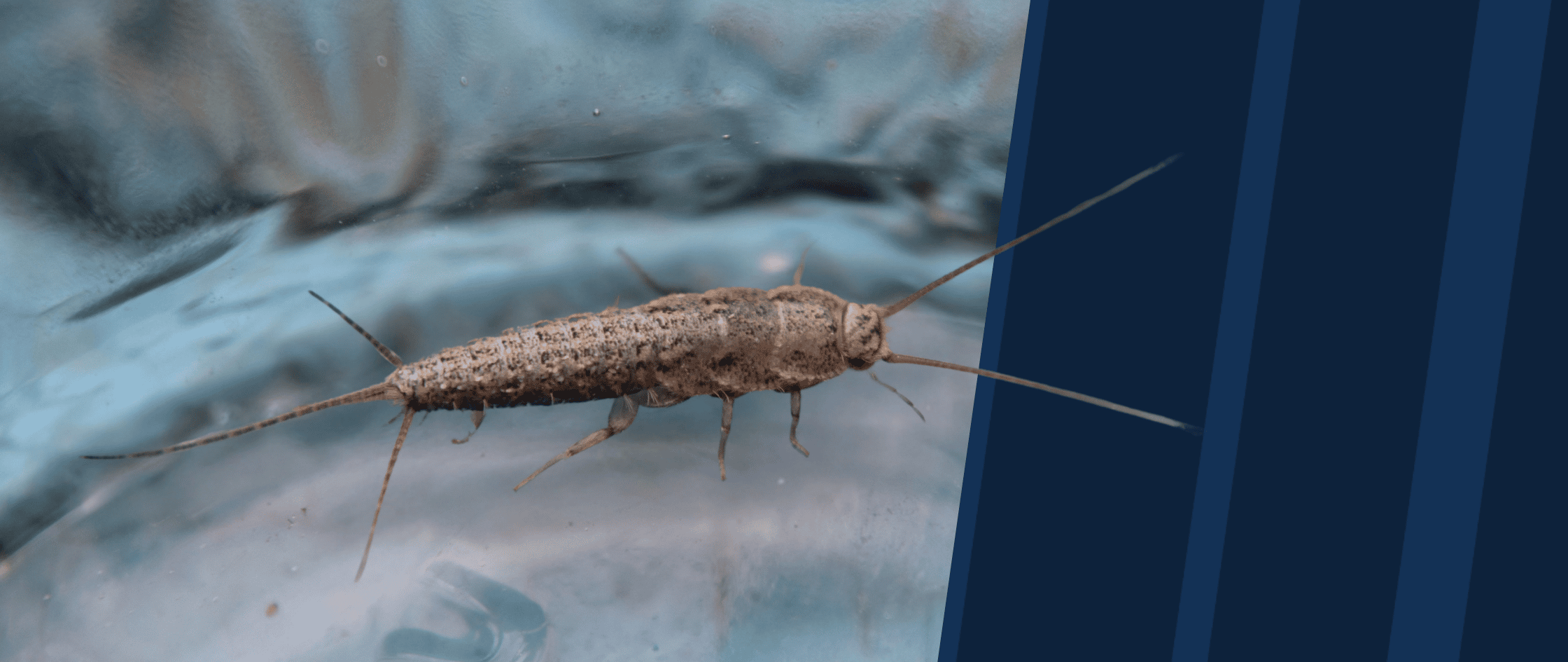 Silverfish with American Pest branding