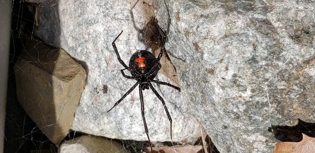 Black Widow Spider in Maryland