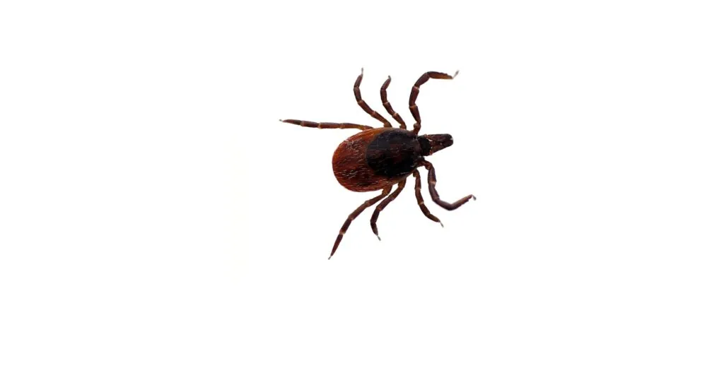 Blacklegged Ticks Pest Identification