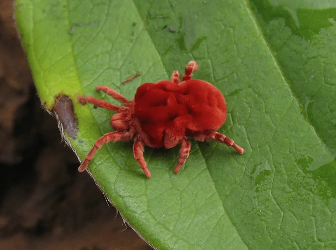 clover-mite-on-a-leaf