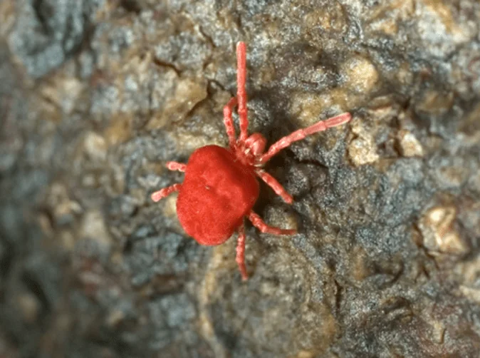 clover-mite-on-a-rock