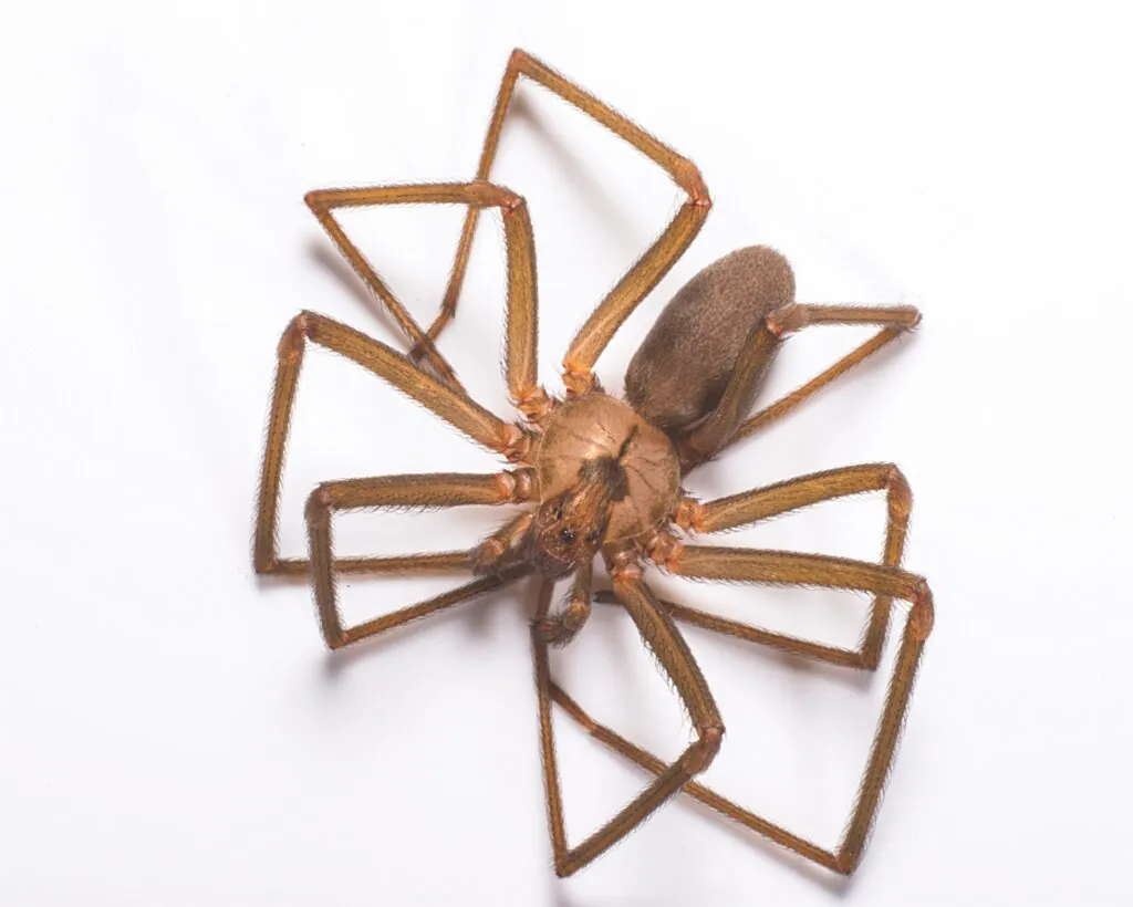 Brown Recluse Spider