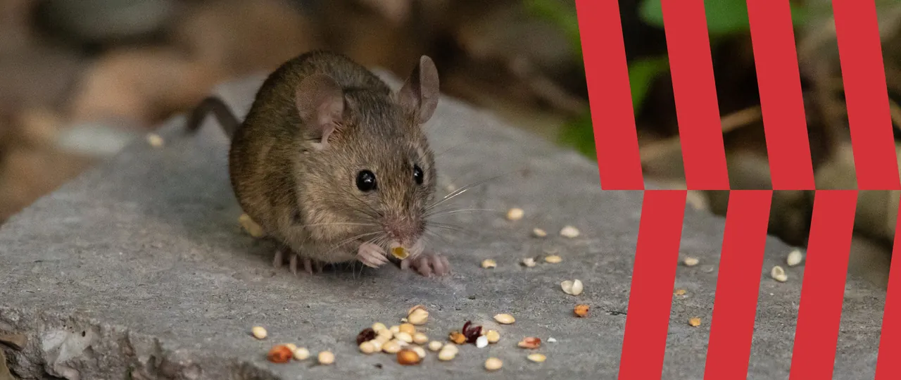 Image of mouse with American Pest branding