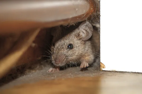 Image of mouse hiding under furniture