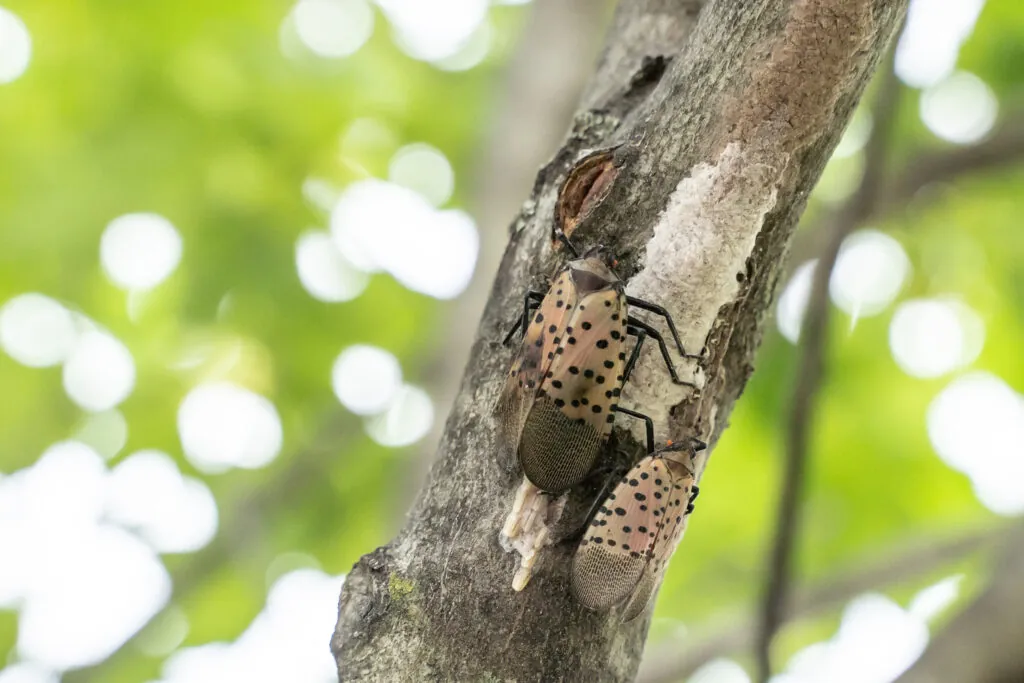 Spotted Lanternfly Egg Laying