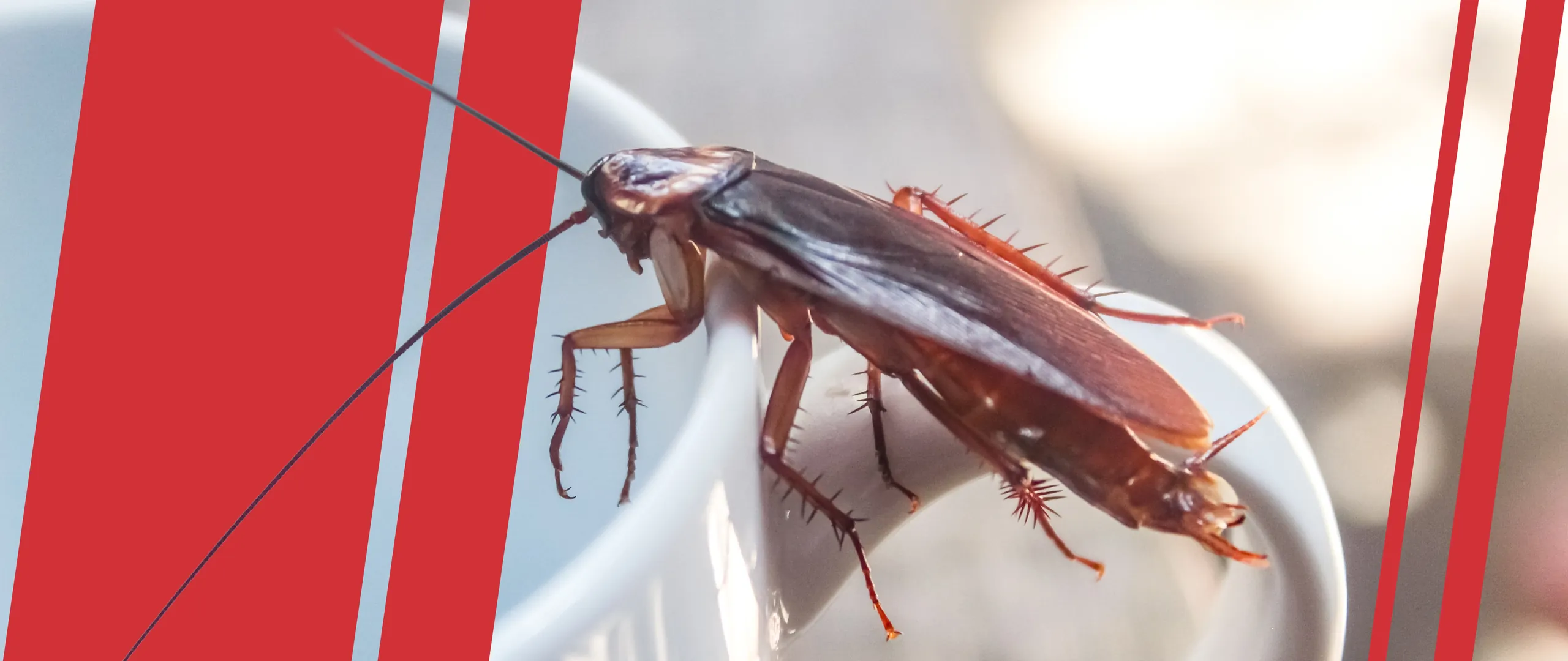 Image of cockroach with American Pest branding