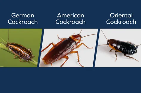 Diagram shwoing three kinds of cockroaches. Text reads "German Cockroach", "American Cockroach", and "Oriental Cockroach" with an according image under each tyoe.
